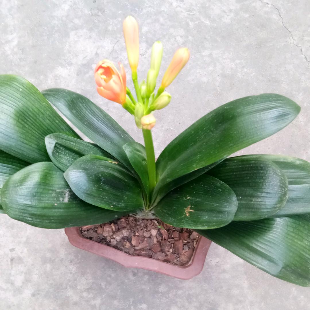 小太阳😊