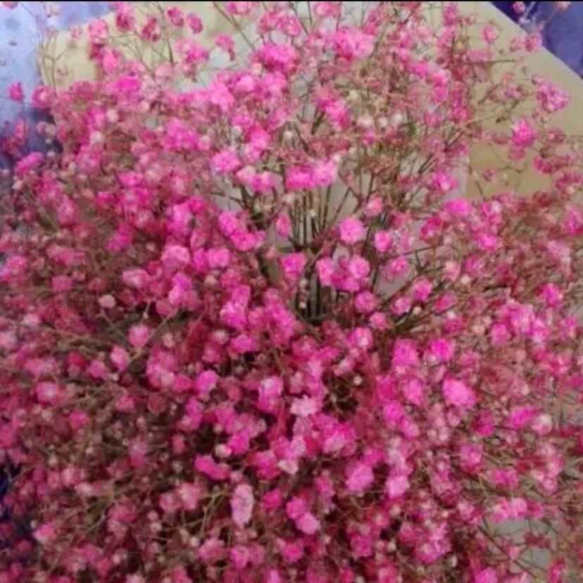 🌻爱梅⁶¹⁸🌻