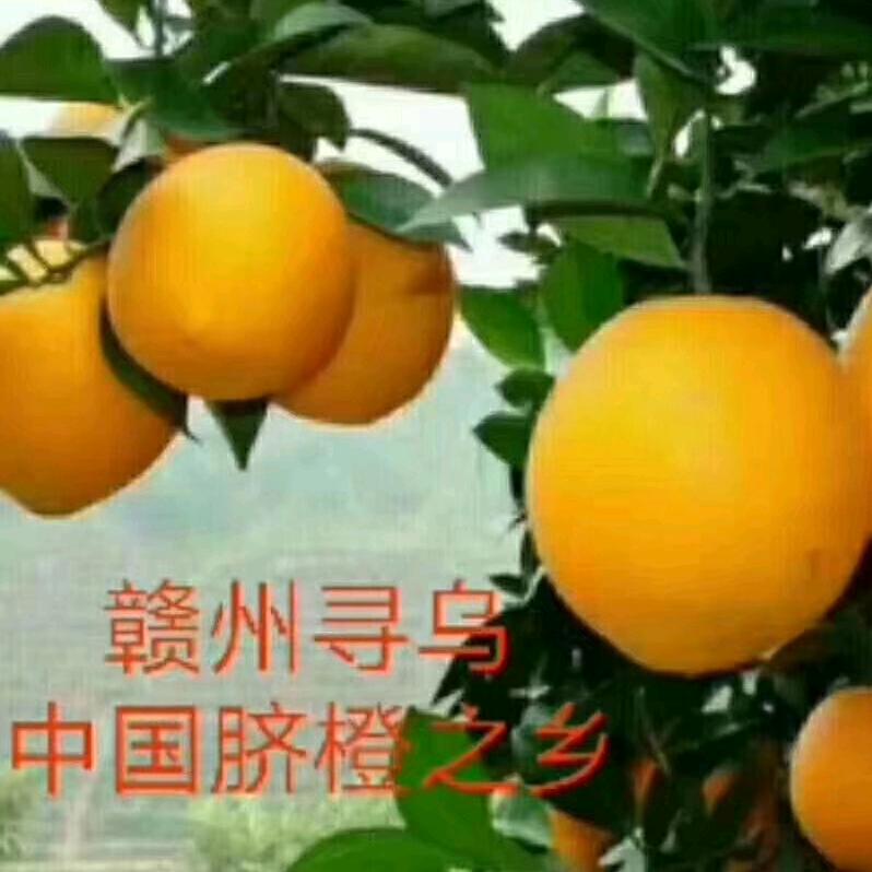 yu橙子🍊之约
