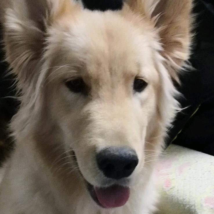 叼着猫的鱼