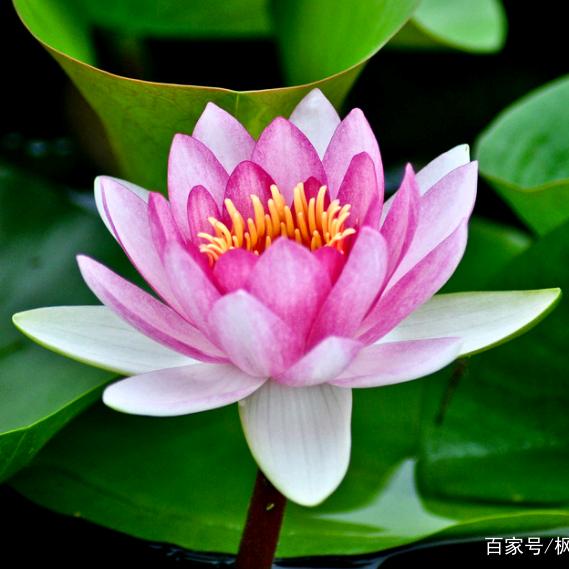 圣洁的莲花 （拒绝连赞、私聊）