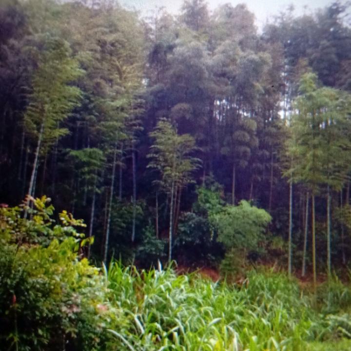 漂洋过海来看你