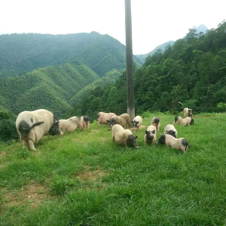 财哥