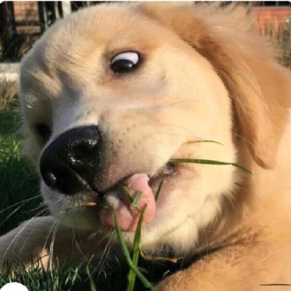 赚钱养金毛啊🙈