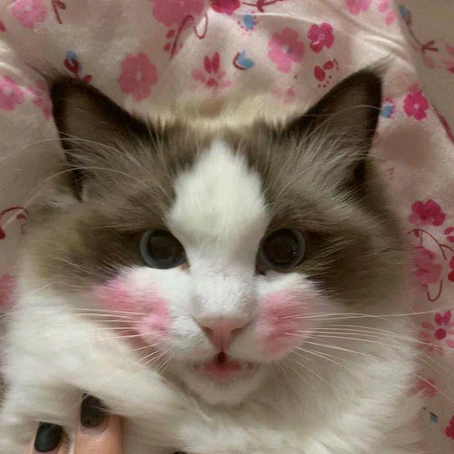 蘑菇和泡芙的爸爸