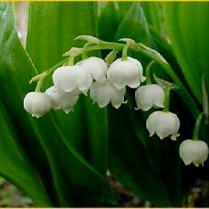 艳阳下的影君草【523】