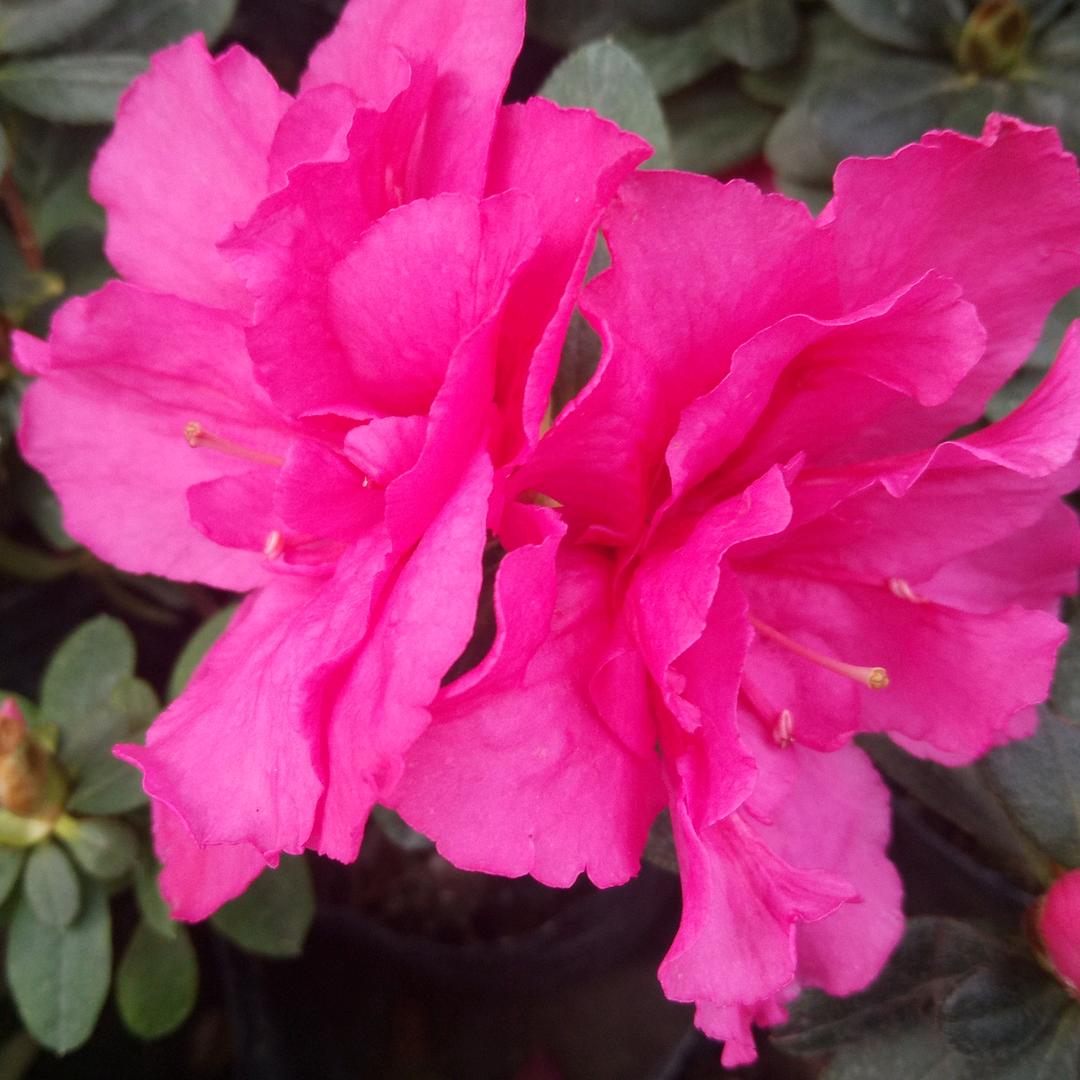 萍水相逢:79年的羊羊