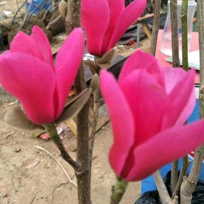 代老师(娇红玉兰)
