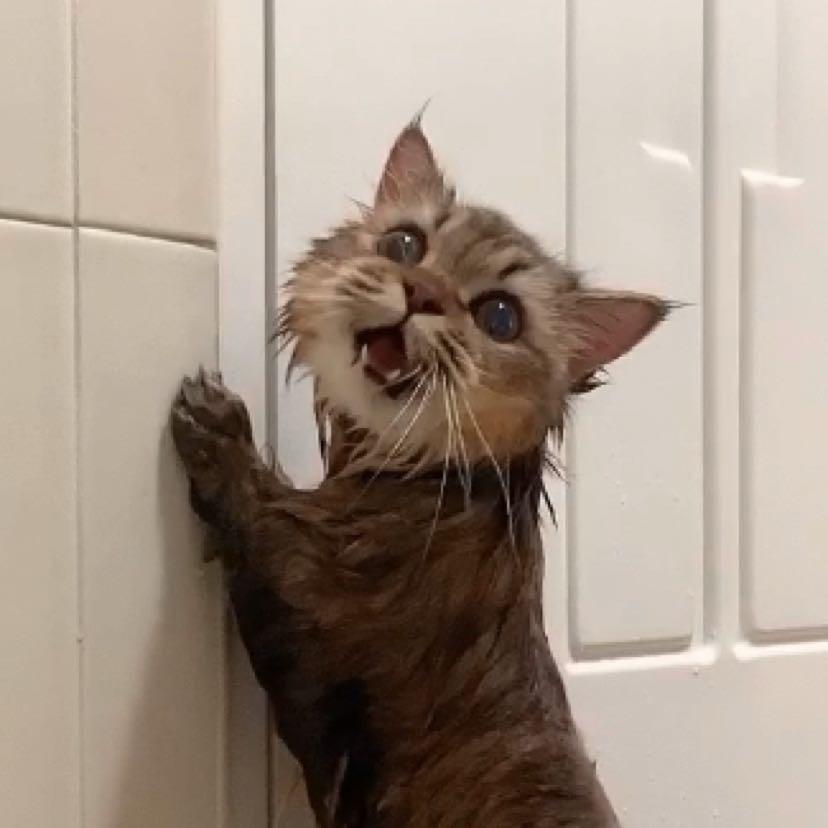 阿丘是个猫饼🐱