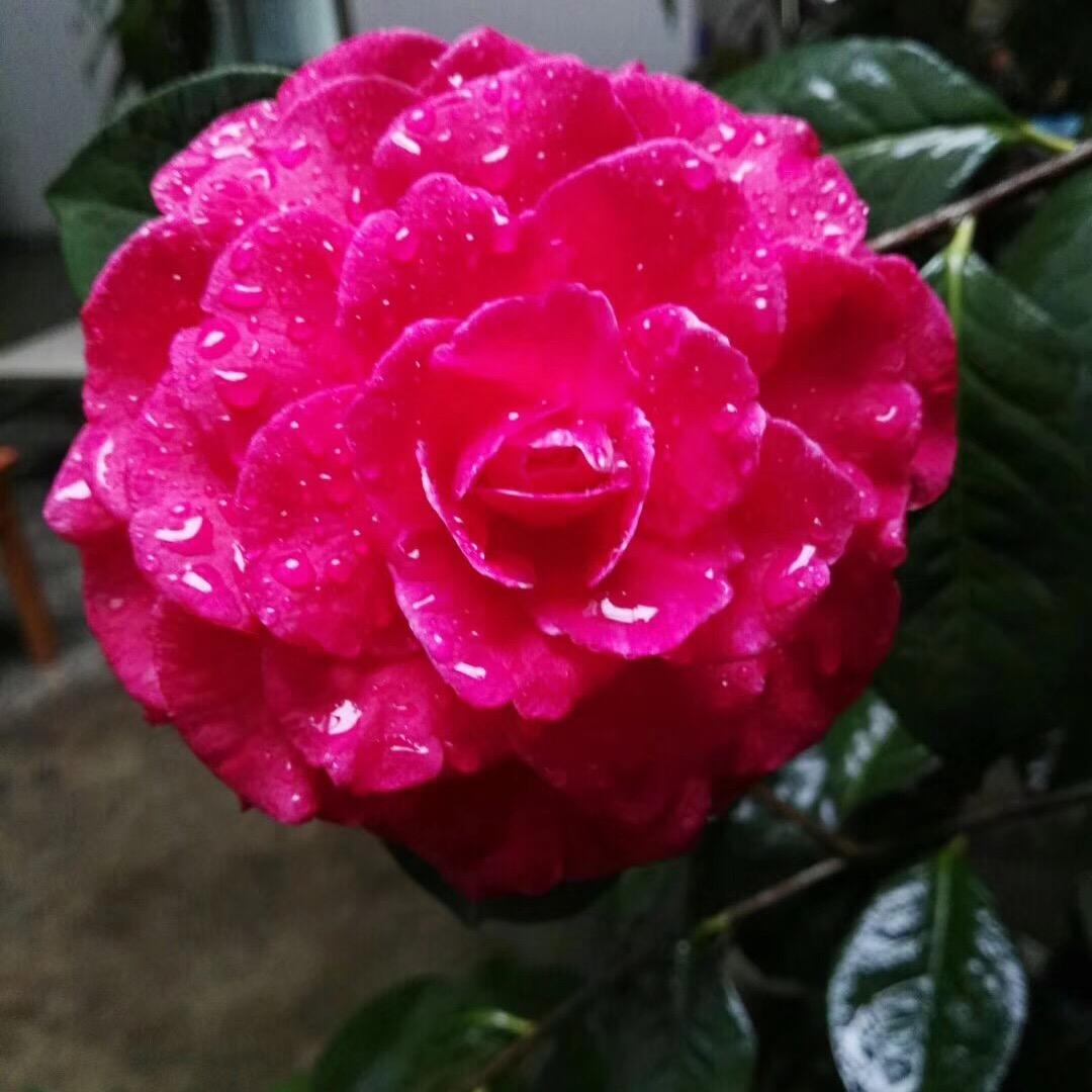 一抺清茶