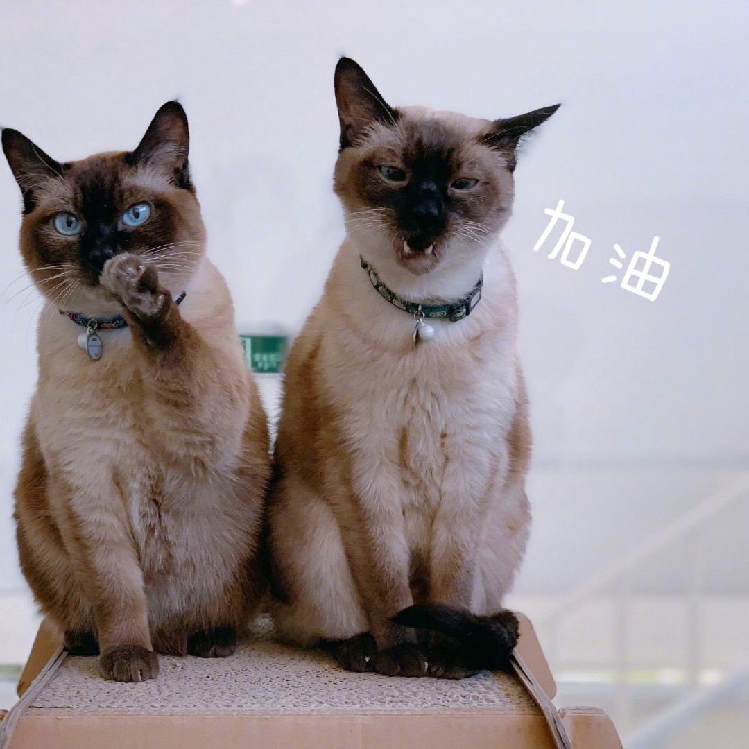 是东仔呀