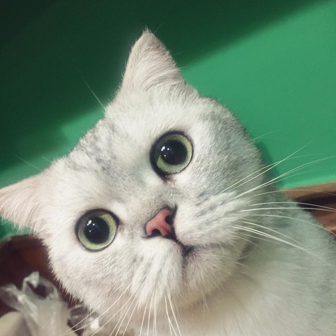 顿顿