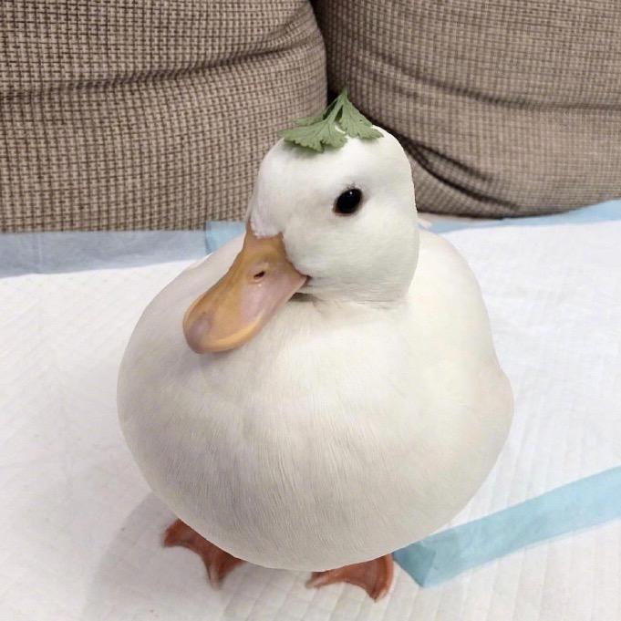 郑子拓