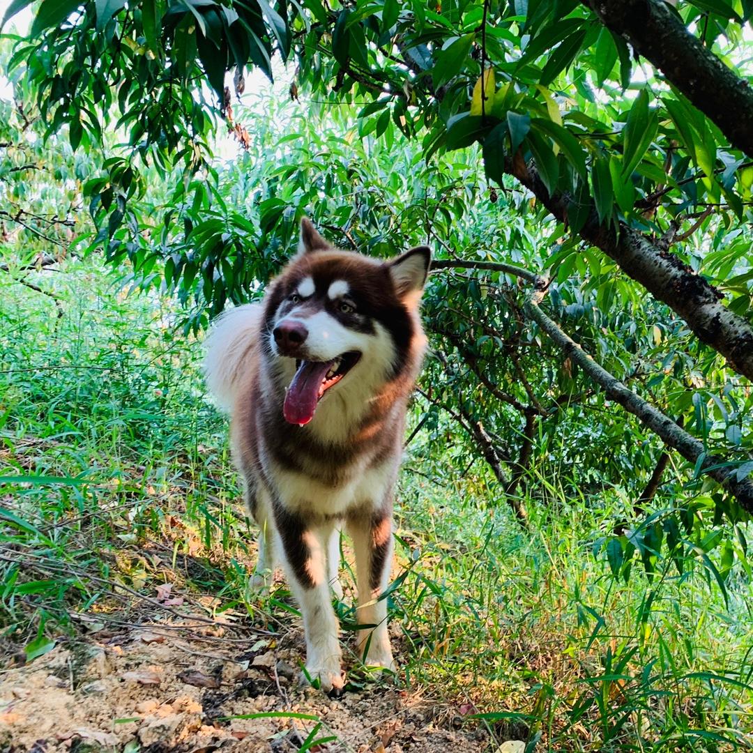 可乐不是哈士奇@抖音