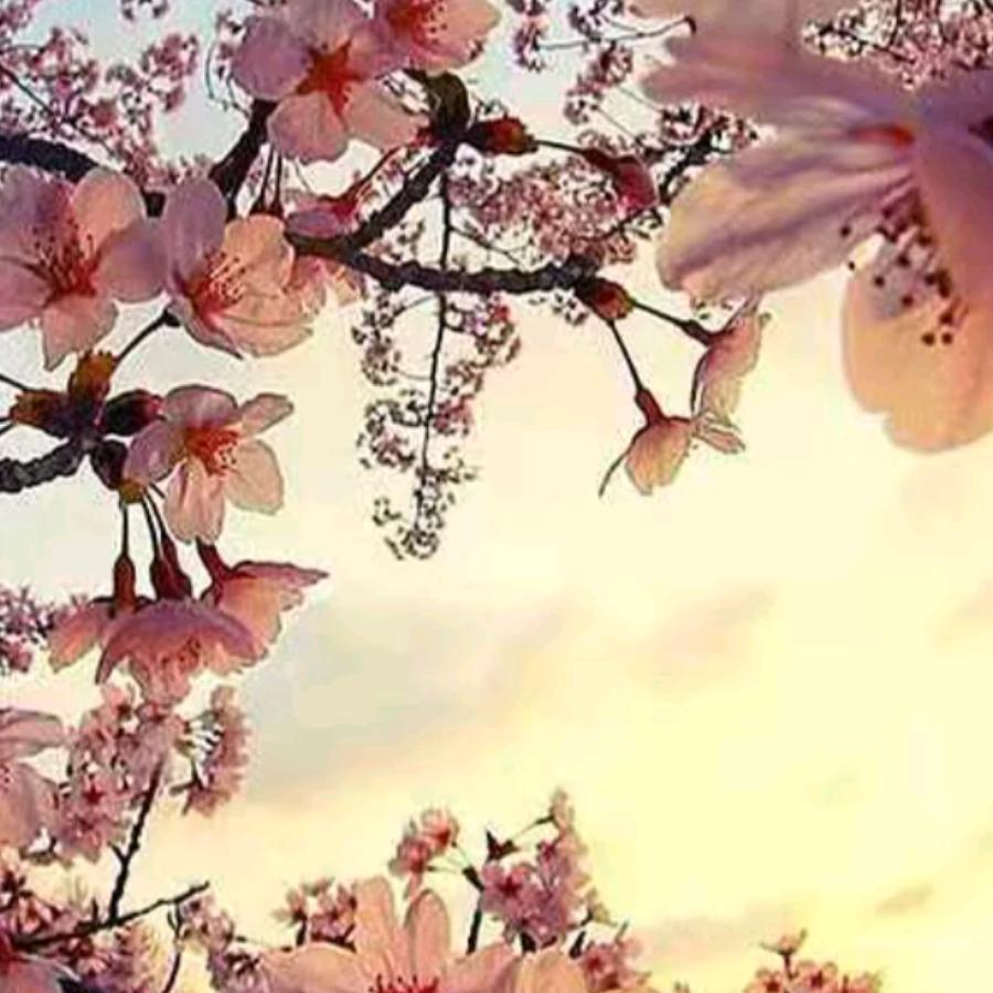 小赵手工板面，凉皮