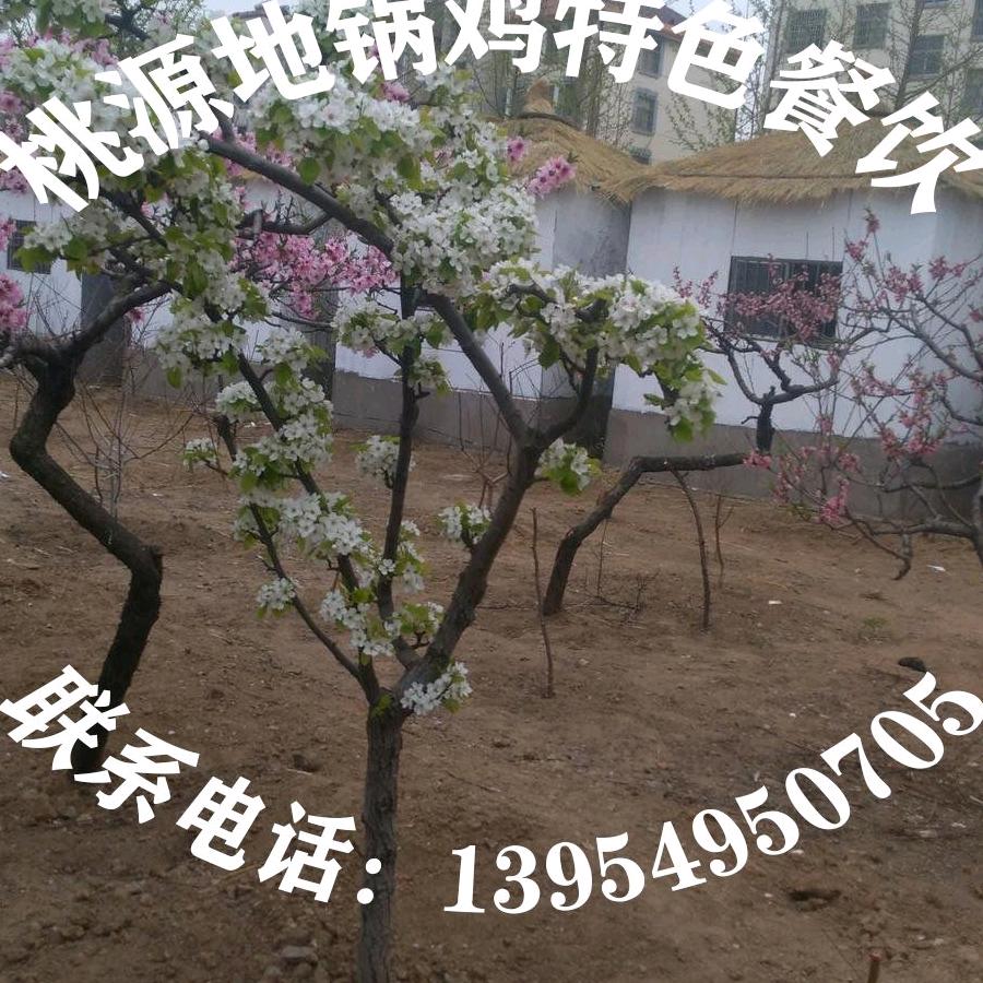 桃园地锅鸡特色餐饮