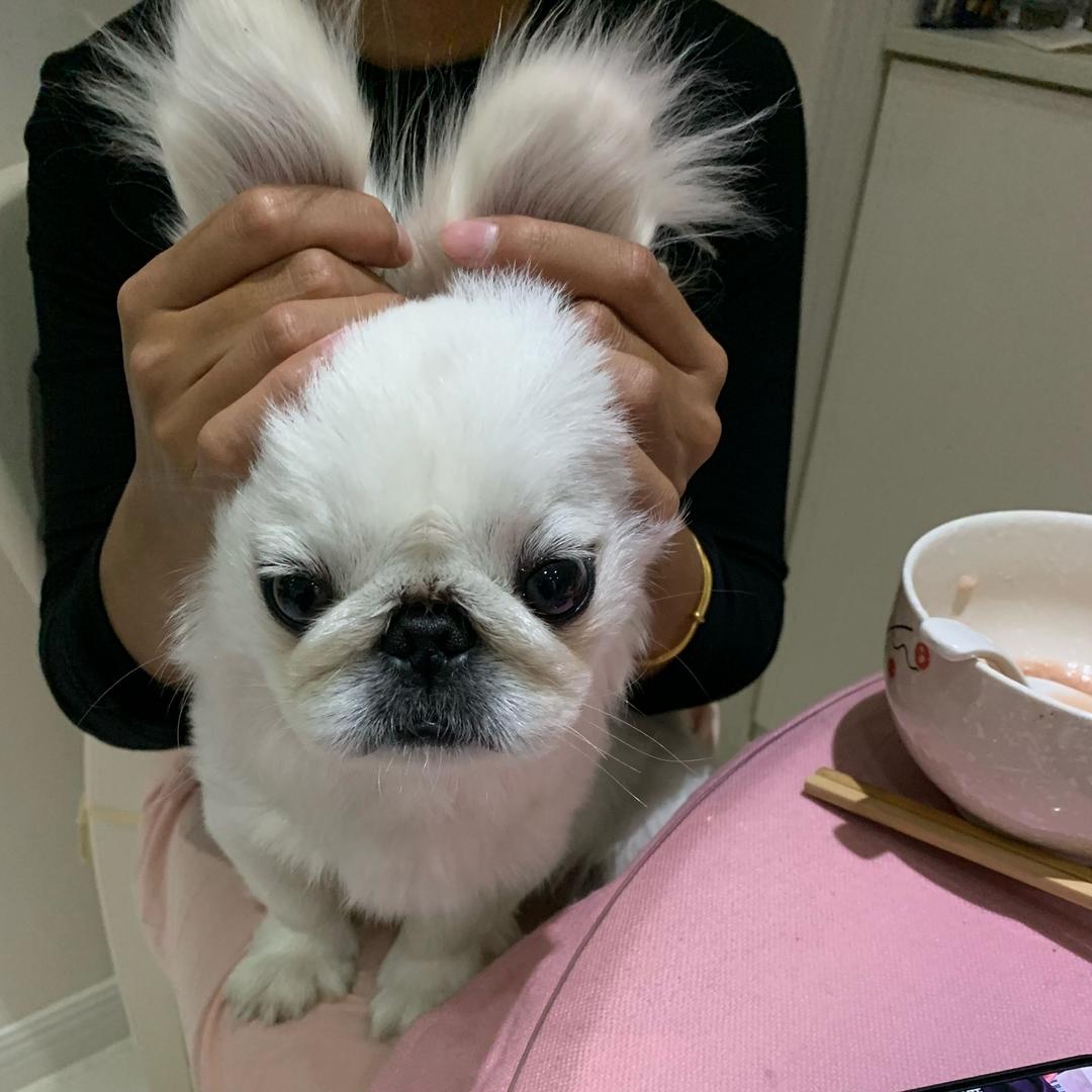 黑桃j