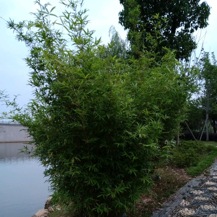 杨辉