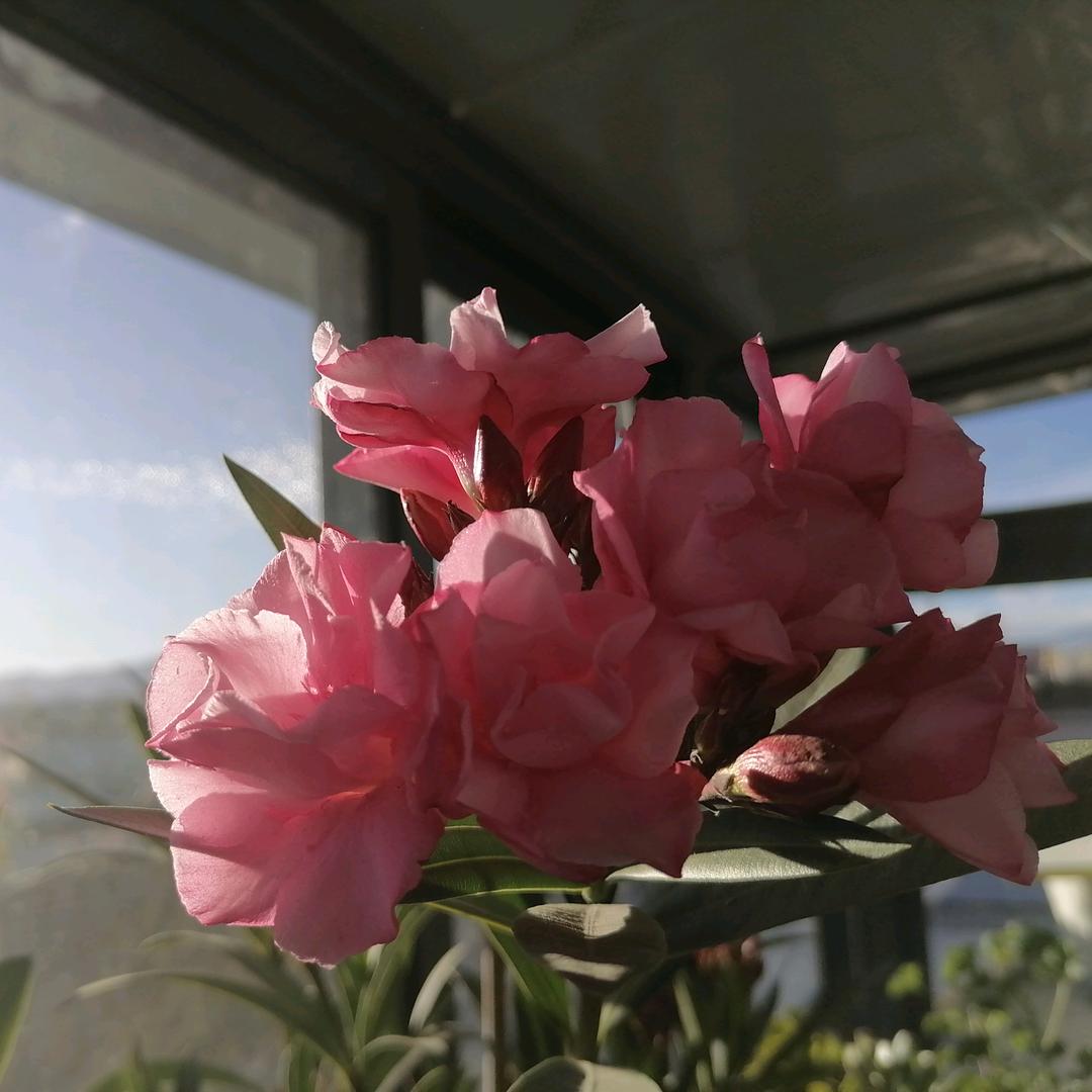 开心果🌸