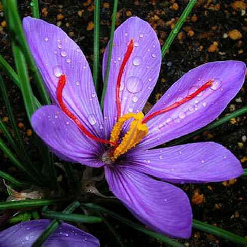 华善藏红花（服饰辅料）