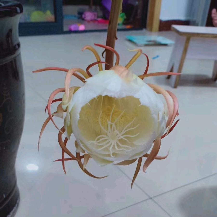 木易