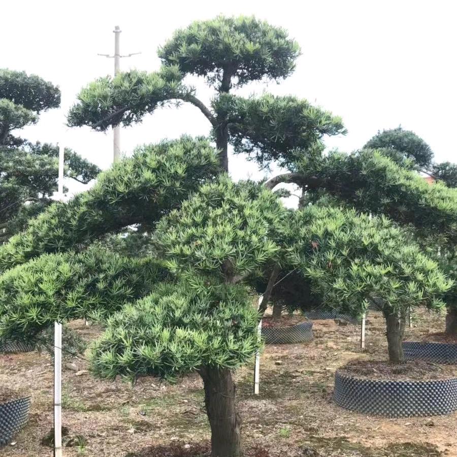 超越自我，