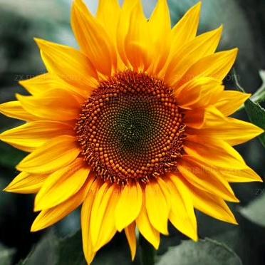 梅姐（宝丰万昌农机）