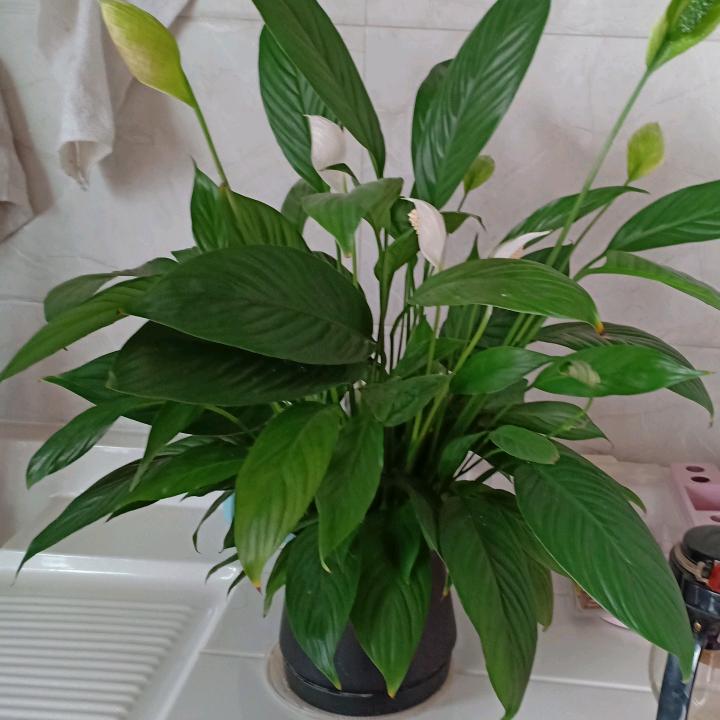 笑口常开