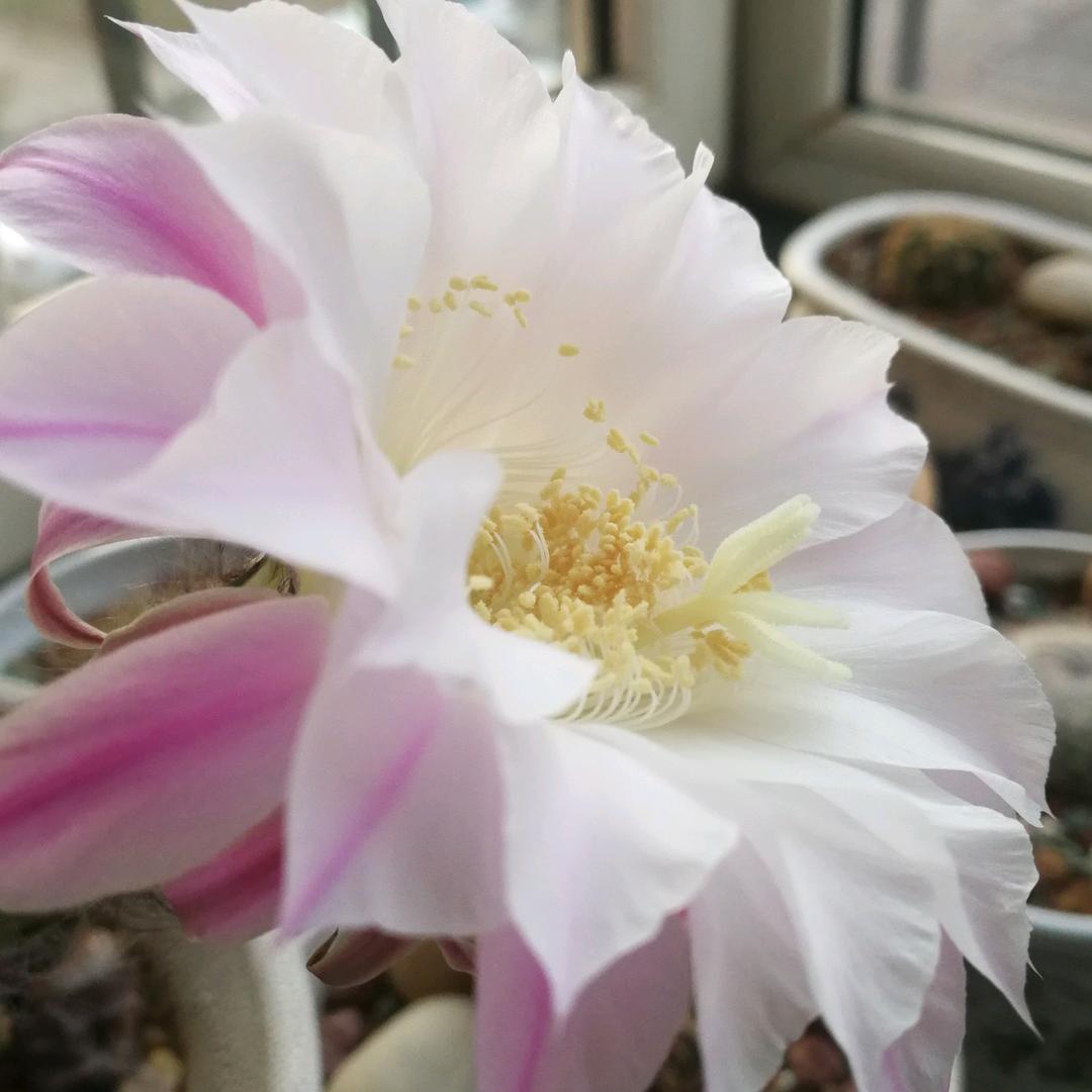 如菊