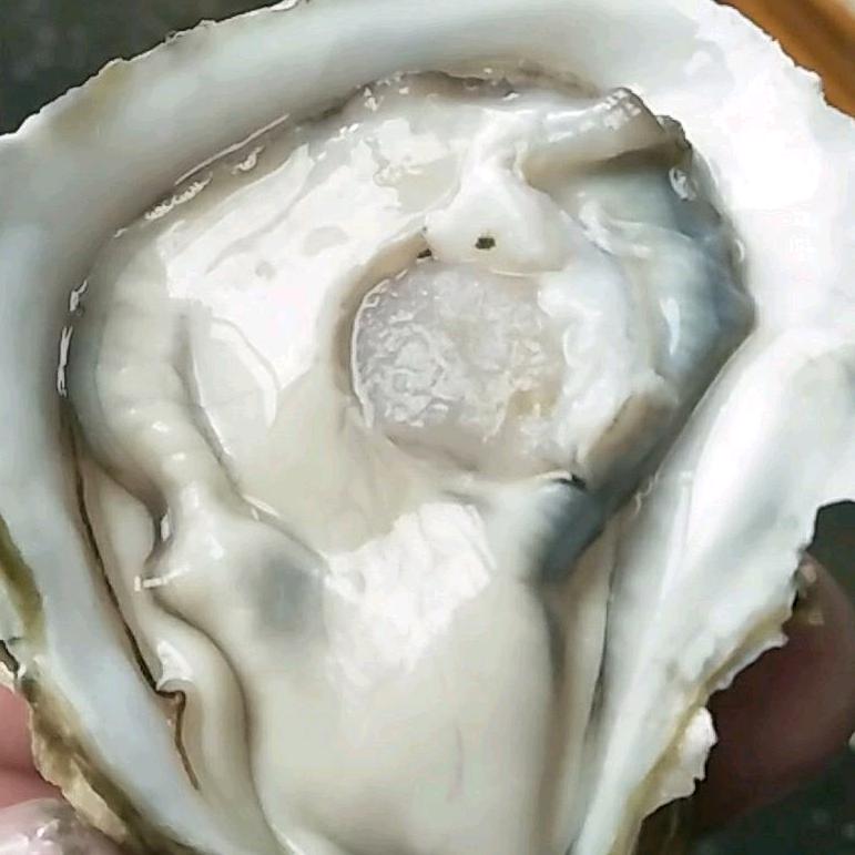 湛客生蚝批发产地直销
