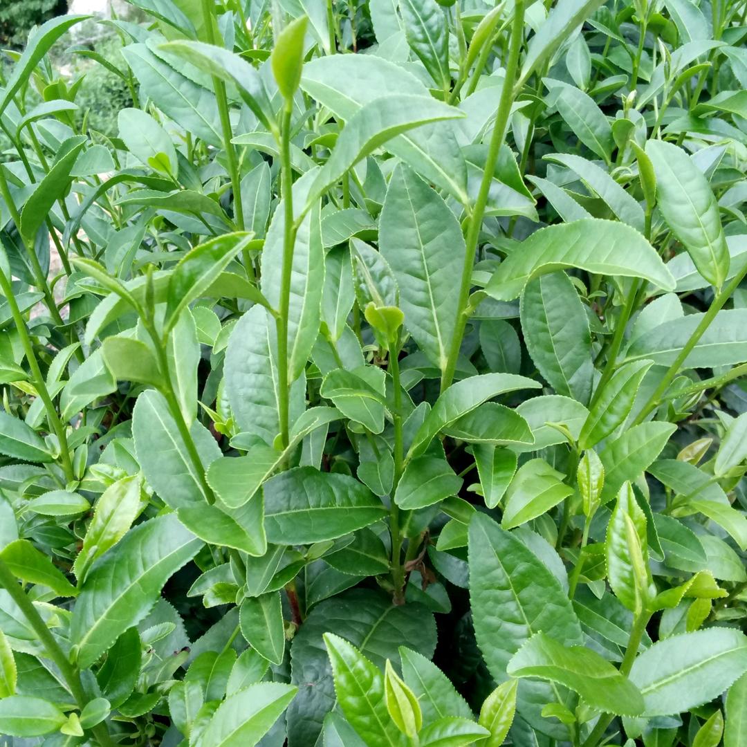 杨家茶场(茶二哥)