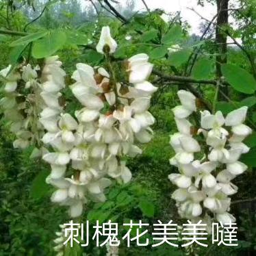 4米2高栏出租