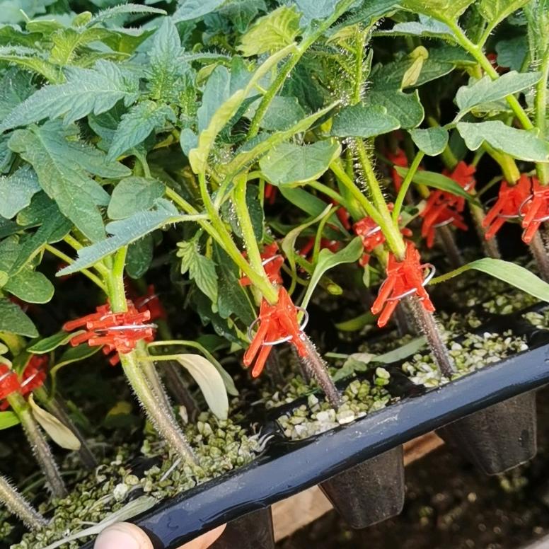 寿光春宏种苗！刘家友