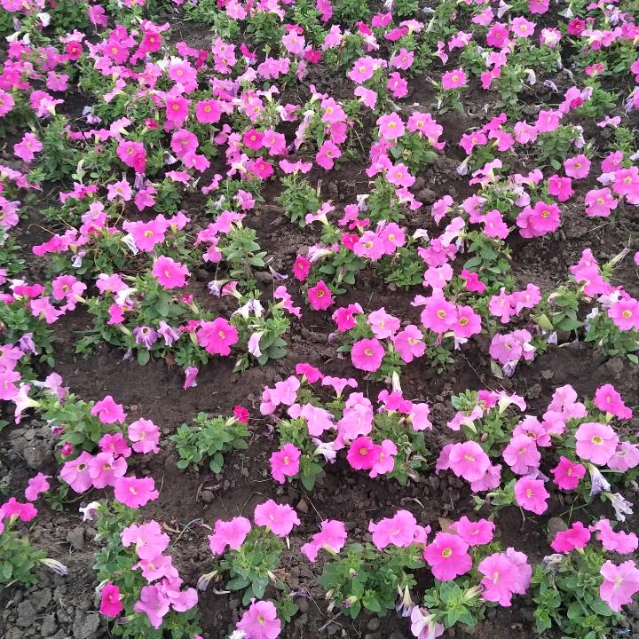 QI7l4l96❤️若水