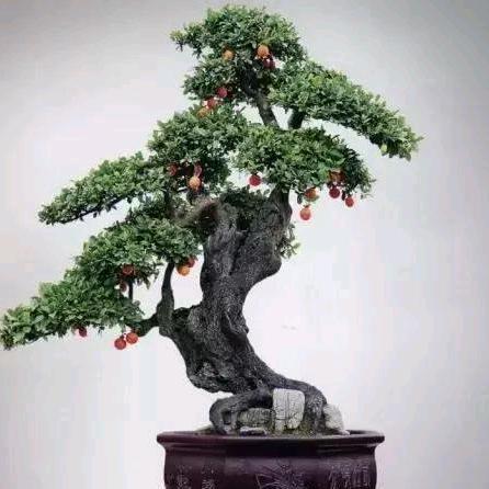 金弹子小院A