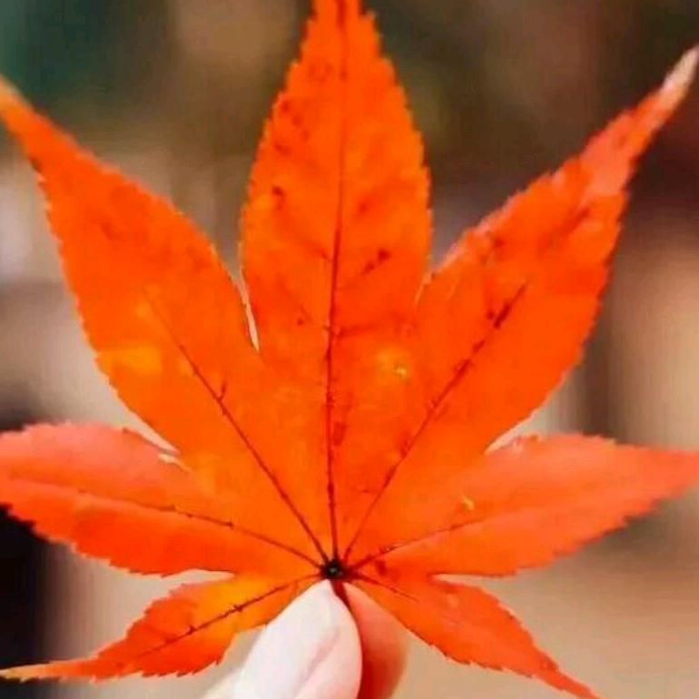晨曦昀香