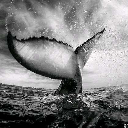 你知道的太多了