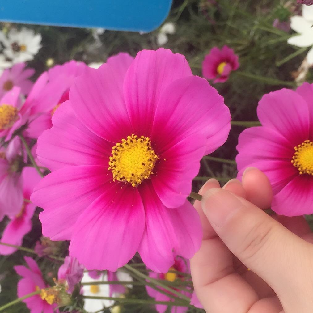 懒洋洋