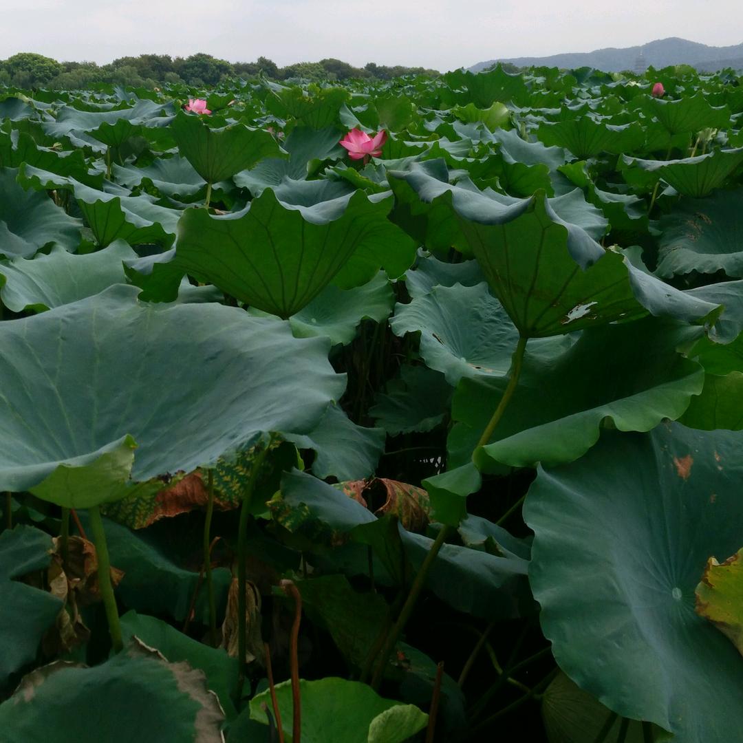 木槿何溪