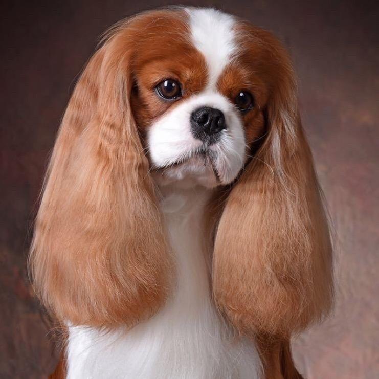 宁子_骑士查理王小猎犬