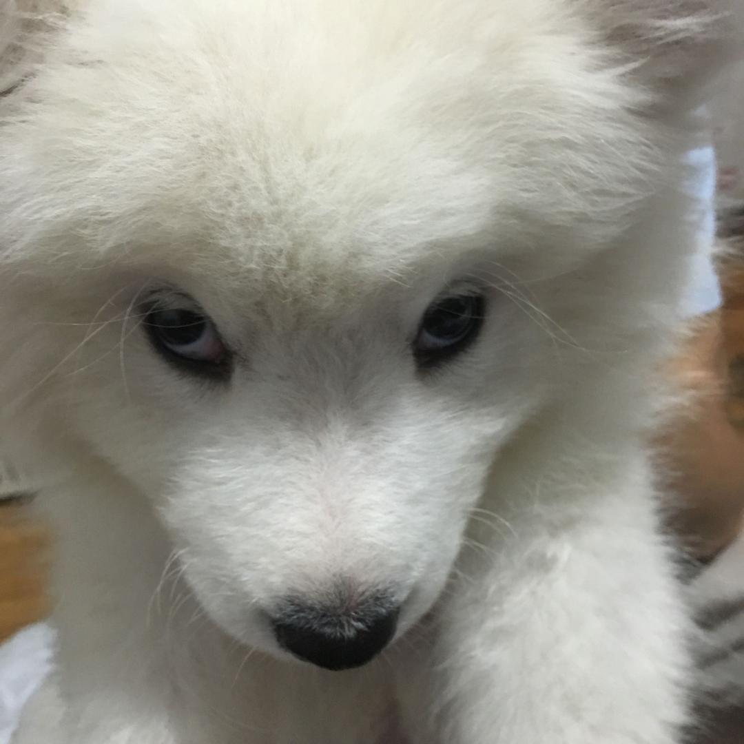 lucky不掉毛