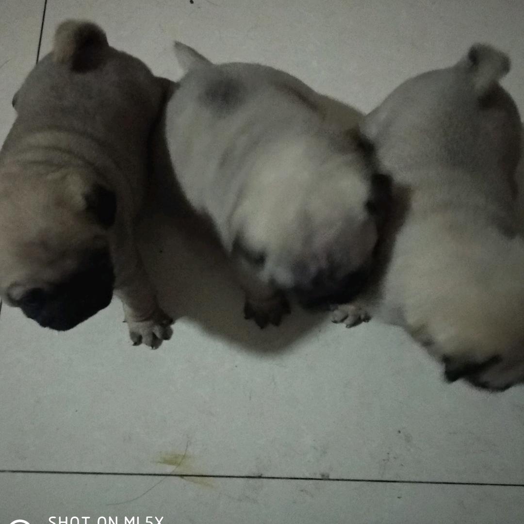 豆豆的日常生活