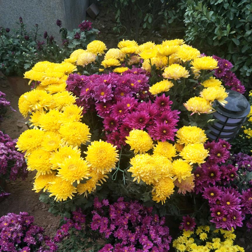 花好月圆.