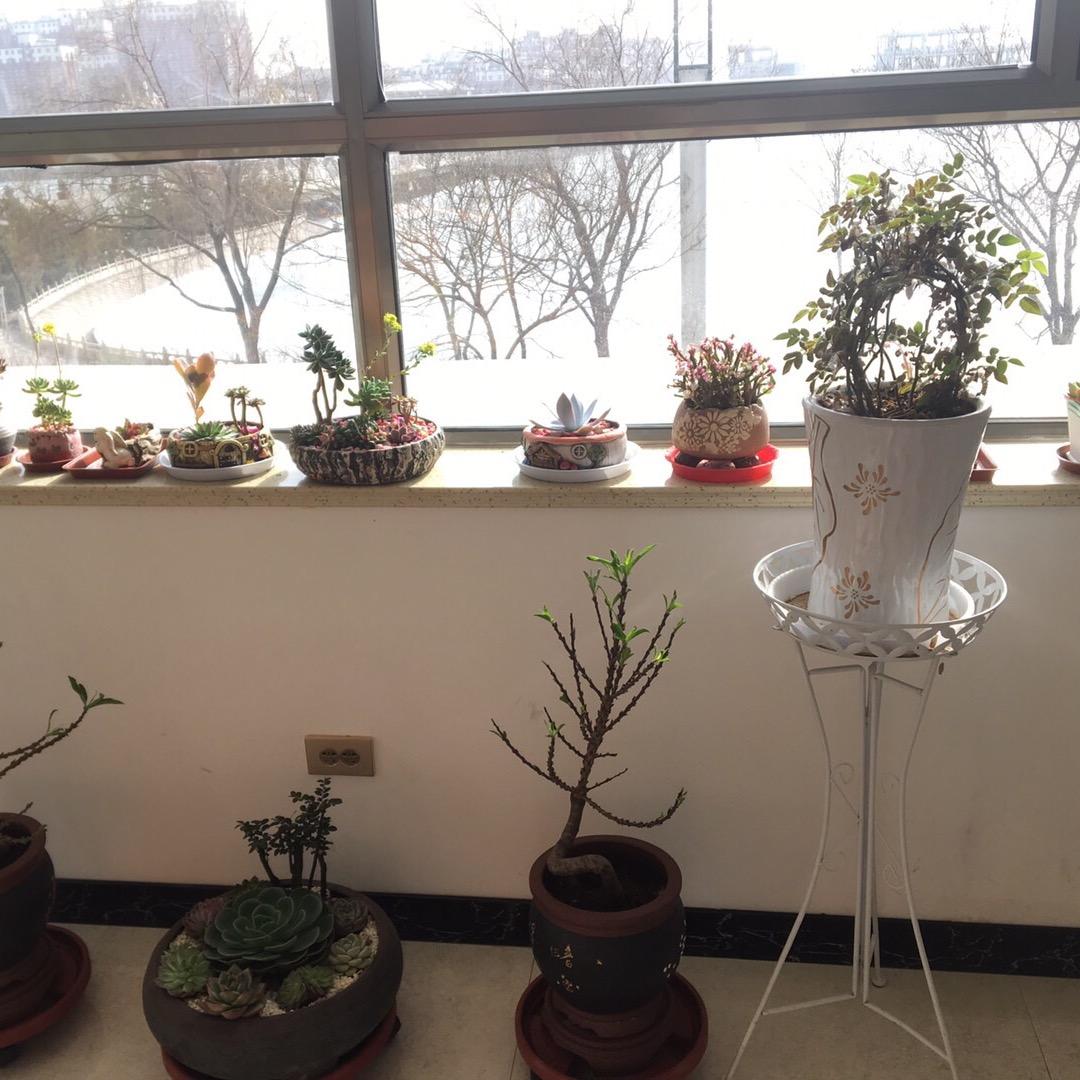 万木茗