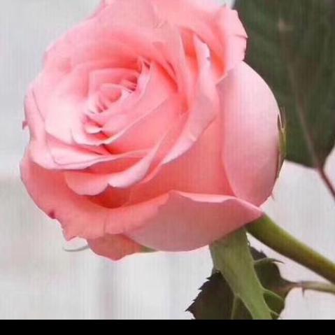 高新技术产业开发区美人遇鲜花店