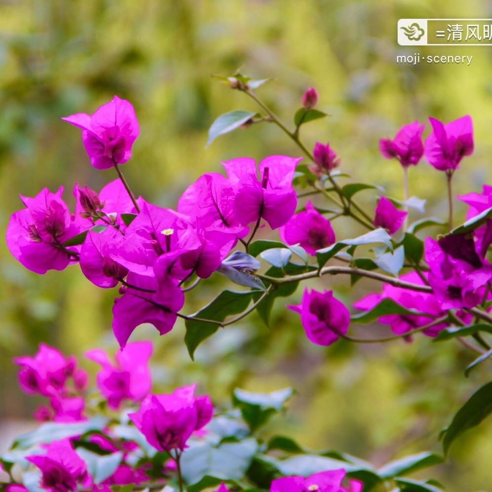 明天会更好 夏凯