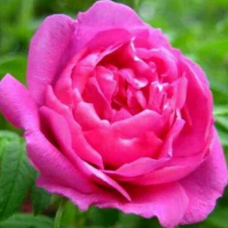 棉花糖