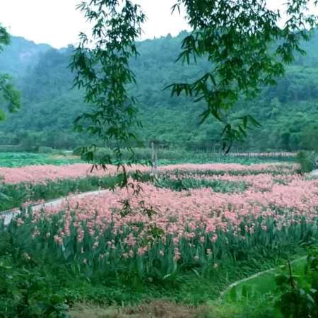 心想事成🌻