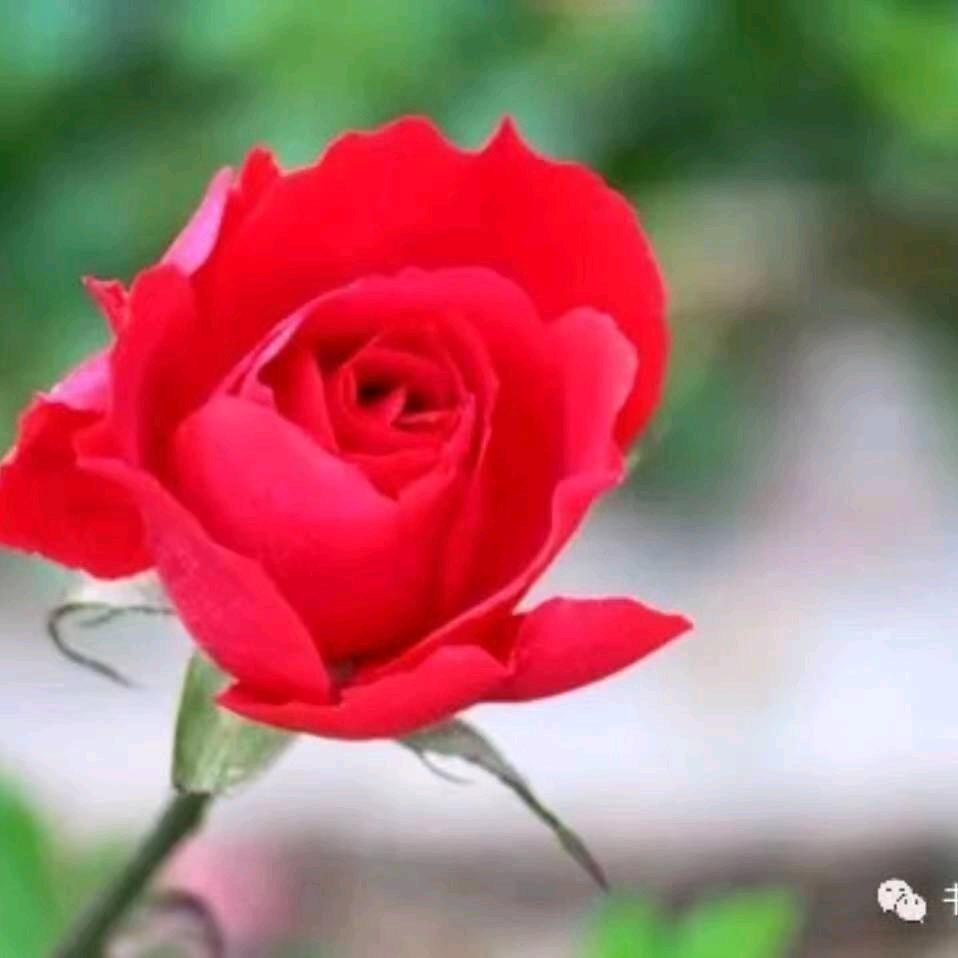 玫瑰花