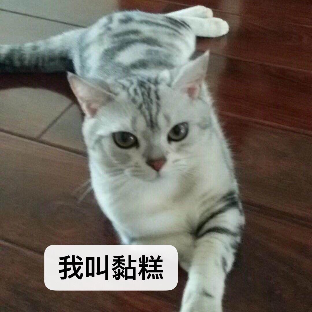 宅妈喜欢猫